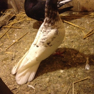 Enni hacaquyrug cavan erkeydi ciddi wexsler narahat elesin wasap var!