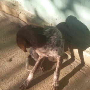 ov iti balasi temiz ov itidir. 5 ayliq dir disi it