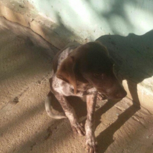 ov iti balasi temiz ov itidir. 5 ayliq dir disi itdir  reyal aliciya.