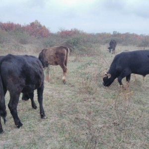 14 baş mal. 5 baş inek 1 dene teze dogulmuş buz