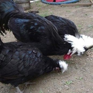 Damazliq Holland agpapaglar satilir.1 xoruz.2 toyug.toyugun 1 inin bas