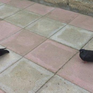 satilir cutduler komru qara erkey ayaqi cilpaq maya dolaxdi 20azn