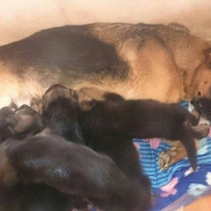 Cistokrovnie nemeckie ovcarki. Na foto mat. Otec toje est tolko po wat