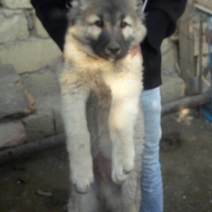 temiz coban itidir 3 ayliqdir 300 manat kimin fiki