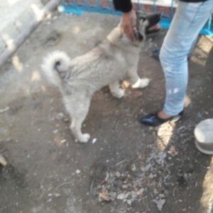 temiz coban itidir 3 ayliqdir 300 manat kimin fikiri citdidir desin