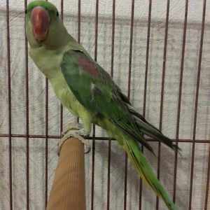 Aleksandir papuqayi satilir. dişidi, 4 yaşdan yuxaridi, cüte vurmaqa h