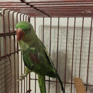 Aleksandir papuqayi satilir. dişidi, 4 yaşdan yuxaridi, cüte vurmaqa h