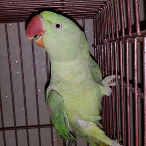 Aleksandir papuqayi satilir. dişidi, 4 yaşdan yuxaridi, cüte vurmaqa h