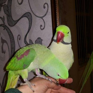 Aleksandr papuqaylarını satiram. hər ikisi tam əl quşudu. hazir cütdür