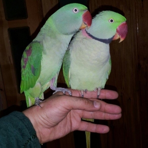 Aleksandr papuqaylarını satiram. hər ikisi tam əl quşudu. hazir cütdür