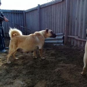 satlir hamiledi doguwna az qalib cox az qalib rial alcilar zeng etsin