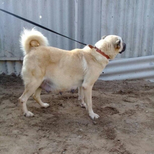 satlir hamiledi doguwna az qalib cox az qalib rial alcilar zeng etsin