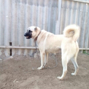 satlir kan kaldi hamiledi barter yoxdu fikri ciddi olanar zeng ve ya w