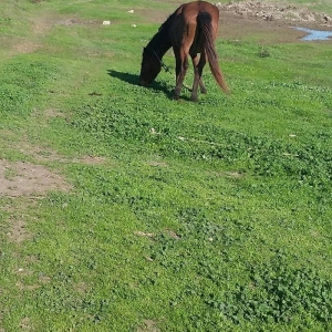 yorga  maydan at razilasma yolu ile