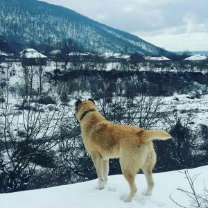 yerli alabay 1yas 7 ayin itidi oyredilmis soze qul