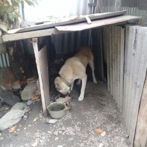 yerli alabay 1yas 7 ayin itidi oyredilmis soze qulaq asan yeri gelende