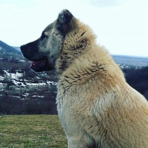 yerli alabay 1yas 7 ayin itidi oyredilmis soze qulaq asan yeri gelende