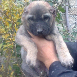 Erkekdi 36 qünlükdü. yerli sortdur.hürməyə başlıyıb.Sağlam və