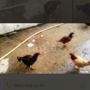 heyraltı satıram temız heyvanlardı ıkı feredı bırı xoruz Hec bır prabl