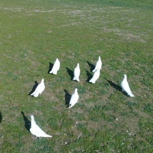 hamsi enni quyruqlardi .hamsi 150 manat . tek tek heresinin oz qiymeti