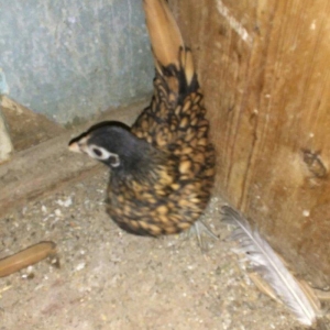 Qizili sibrit fereleri 2 ay yarimliq 2 dene feredi saglandilar.Qiymet