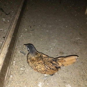 Qizili sibrit fereleri 2 ay yarimliq 2 dene feredi saglandilar.Qiymet