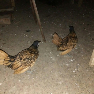 Qizili sibrit fereleri 2 ay yarimliq 2 dene feredi saglandilar.Qiymet