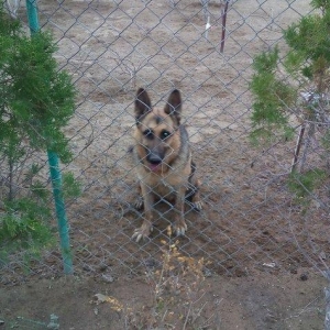 Продаю немецкую авчарку.. Р�