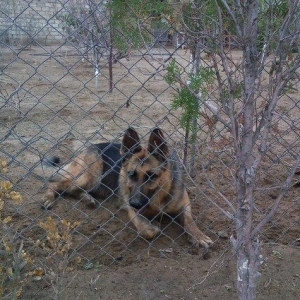 Продаю немецкую авчарку.. Родасловная..3года