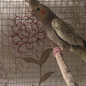 Продается попугаи корелла �