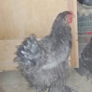 brama fərələri 1 yaş yarımdılar hər birinin