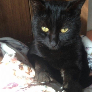 Ищем добрые заботливые рук