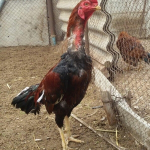 heyratı xoruzu 2 yaşıvar heç bir meydanda mə�