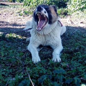 Lezgi itidir 1yas 8ayliqdi. Super itdi adida carli satama sebebim qorx