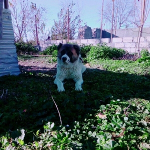 Lezgi itidir 1yas 8ayliqdi. Super itdi adida carli satama sebebim qorx