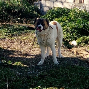 Lezgi itidir 1yas 8ayliqdi. Super itdi adida carli satama sebebim qorx