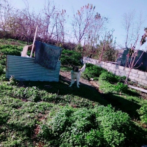 Lezgi itidir 1yas 8ayliqdi. Super itdi adida carli satama sebebim qorx