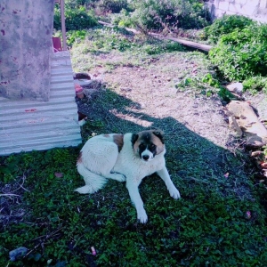 Lezgi itidir 1yas 8ayliqdi. Super itdi adida carli satama sebebim qorx