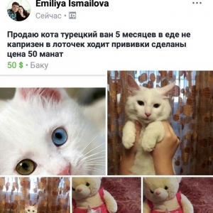 В продаже котенок