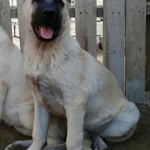 satlir cinsi kan kal erkeydi elave mellumat whatsap ve ya telde  elaqe