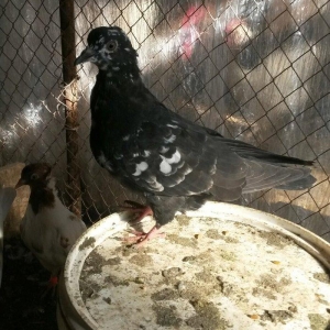 tutulma qusdu ciyden teze cixib fikri ciddi olan narahat etsin wp var