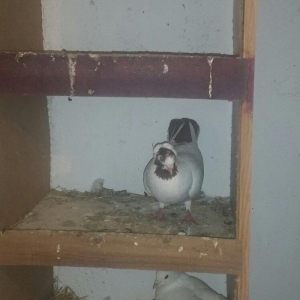 salam. temiz manaxin balalaridir. 2 ededdir. qara ag quyruqlada deyiwe