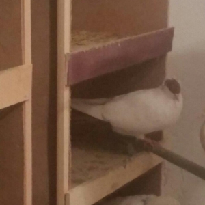 salam. temiz manaxin balalaridir. 2 ededdir. qara ag quyruqlada deyiwe