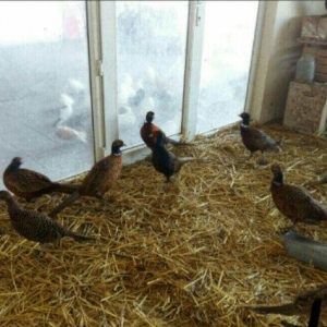 qafqaz qirqovullari 1 ri 20m cutu 40m tam saqlamdilar fikri ciddi olan