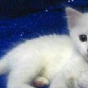 diwidir. 1 ayliq. cox oynagan ve wirindir. her wey