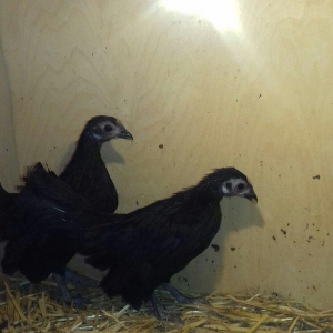 minorka xoruzu varimdi fereyle deyisirem 3 ay 10 g