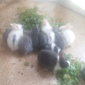 hamisi satilir elde var yeni zeng bursaz deyilmeyecekki satilib artiq