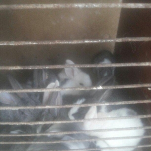 hamisi satilir elde var yeni zeng bursaz deyilmeyecekki satilib artiq