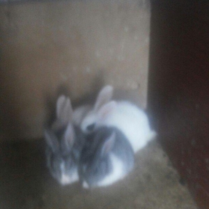 hamisi satilir elde var yeni zeng bursaz deyilmeyecekki satilib artiq