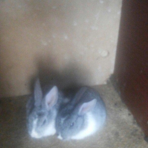 hamisi satilir elde var yeni zeng bursaz deyilmeyecekki satilib artiq